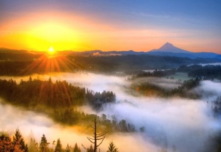 Warm mists - rays, trees, sun, golden sky, sunrise, mist