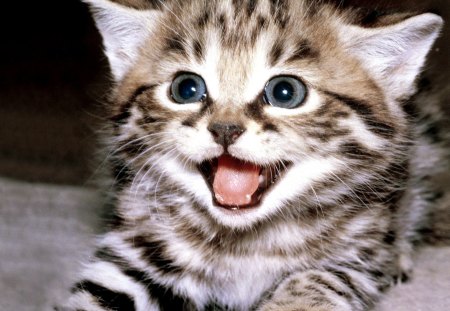 smiling kitten - nice, marvellous, kittens, animals, great, wonderful, super, amazing, pretty, cute, skyphoenixx1, cat, adorable, smiling kitten, kitty, wallpaper, stunning, outstanding, kitten, picture, cats, beautiful, animal, sweet, smile, awesome, fantastic