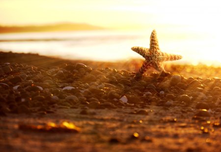 Sun Star - summer, sea star, outstanding, wallpaper, great, fantastic, beautiful, beach, amazing, adorable, ocean, sun rays, picture, beaches, marvellous, wonderful, nature, sun star, pretty, rays, awesome, sun, super, skyphoenixx1, coast, nice, stunning, star, sea, sunshine