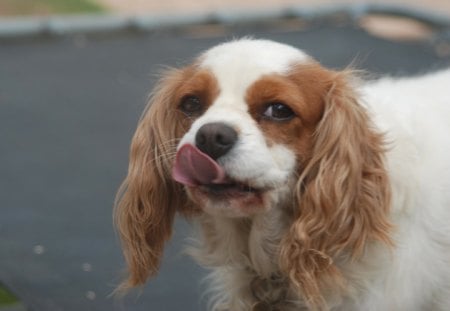 Cutest Cavalier Spaniel - feminine, puppy, tongue, beautiful, king charles spaniel, lovely, cute