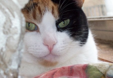 Pretty Serena - pretty, calico, animals, cats