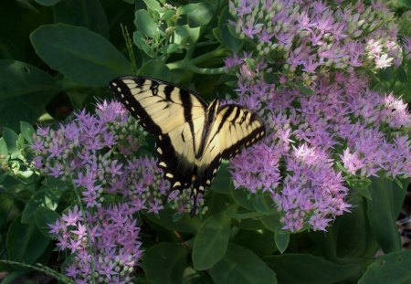 butterfly in the lilacs