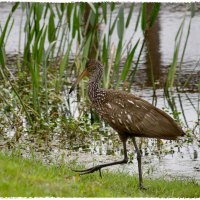 Limpkin Bird