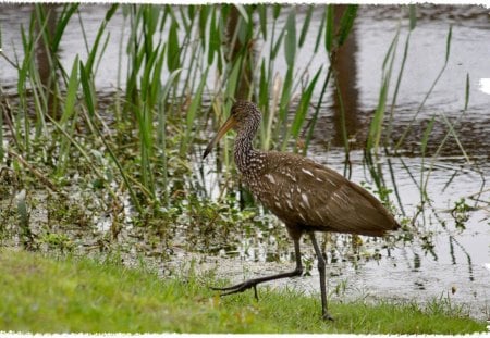 Limpkin Bird - bird, avian, photography, photo, wide screen, limpkin, animal, rail, wildlife