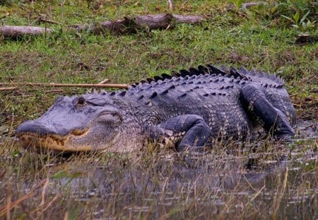 American Alligator 2 - wide screen, wildlife, animal, alligator, reptile, photo, photography