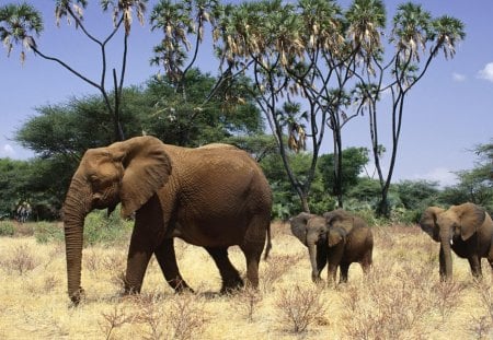 Elephant family - family, wild, animal, elephant