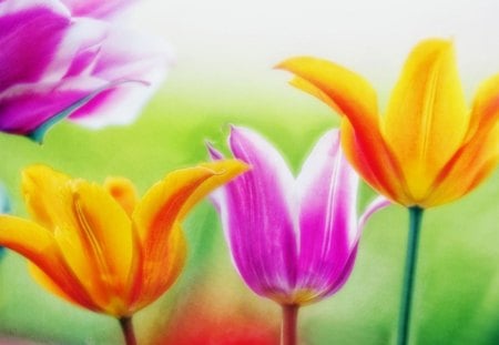 Fresh flowers - fresh, flower, nature, tulip