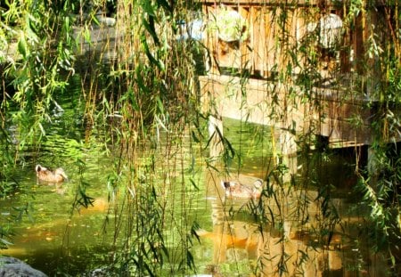 Pond of Casual restaurant - ducks, pond, casual restaurant, pavilion, goldfish