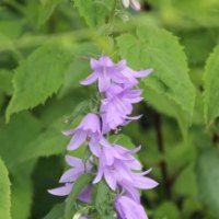 Purple Flowers