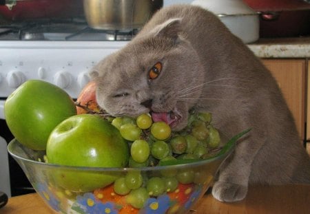 Vegeterian cat - grapes, fun, funny, fruit, cat, vegeterian