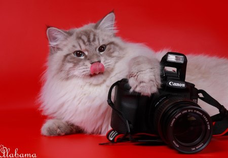 Love my camera - funny, camera, cute, cat, fun