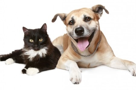 Cat and dog - cat, animals, domestic, dog