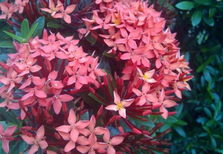 Without sorrow - asoka, beautiful, red, bunch, flower, ashoka