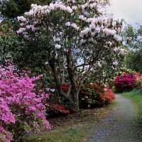 Flowering Spring