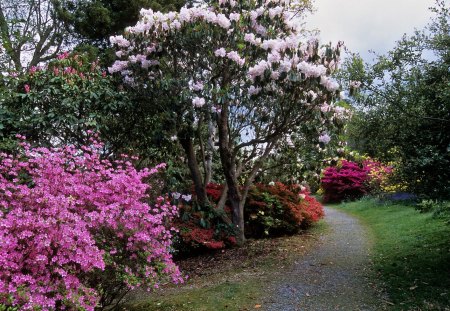 Flowering Spring - flowers, spring, garden, flowering