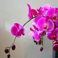 purple orchids