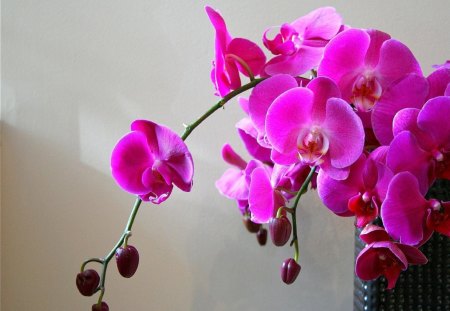 purple orchids - flowers, orchids, still life, purple