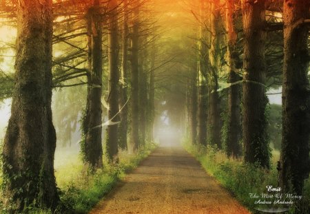 The Mist of Mercy - path, trees, autumn, track, sun