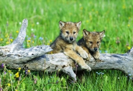 Wolf Babies - roof, cubs, grass, tree-trunk, wolves