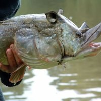 grande peixe