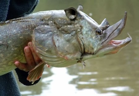 grande peixe - animal, agua, diferente, peixe