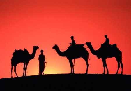 camels in Rajasthan, India - sky, camels, animals, dunes, beasts of burden, nature, vintage, sunsets, cloudless, caravans, deserts, sunrise