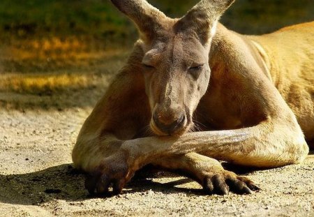 Kangaroo - beach, kangaroo, animals, sun