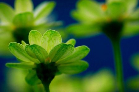 Green Flowers. - a, of, photo, beautiful