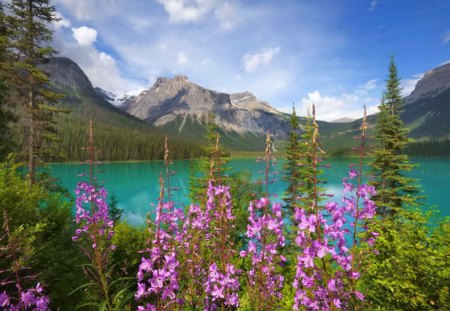 Lake flowers - sky, peaceful, water, colorful, field, meadow, calm, purple, calmness, river, clouds, green, grass, lake, beauiful, summer, peak, nature, flowers, colors