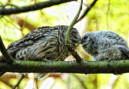 Listen Carefully. - a, bird, trying, parent