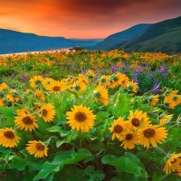 Field of sunflowers