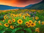 Field of sunflowers