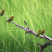 Pretty Birds In A Row.