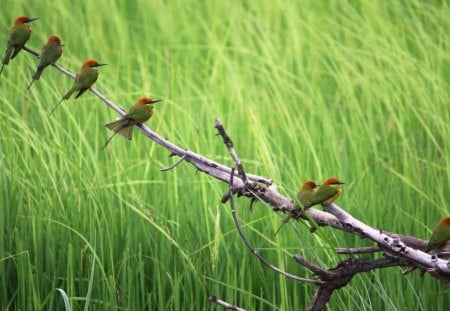 Pretty Birds In A Row. - a, fine, picture, of