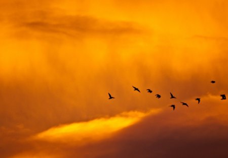 Off Into The Sunset. - a, birds, of, flock