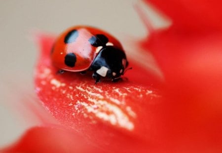 Ladybird. - a, nice, very, of