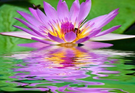 Flower reflection - flower, delicate, water, lily, mirrored, beautiful, leaves, reflection, wet, nature, colors, colorful, green