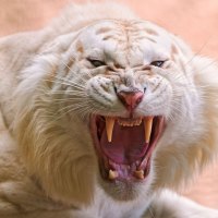 Angry White Tiger