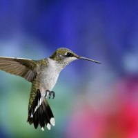 Colibri Bird