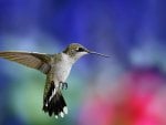 Colibri Bird