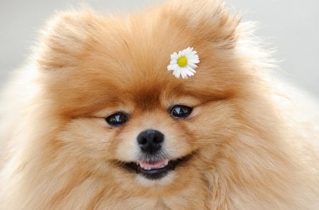 Dog :) - dog, smile, animal, flower