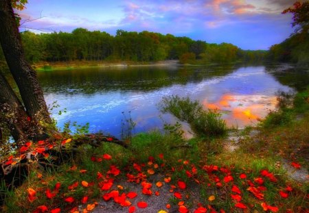 CALM RIVER - calm, autumn, reflection, river, leaves, tree