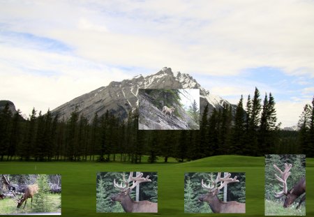 Elk & mountain goat at Banff Alberta - photography, elk, trees, mountain, goat, green