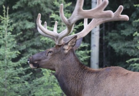 Elk into the wild - elk, trees, beige, green, photography, horns