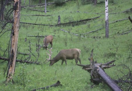 Elks at lunch hour - trees, elks, horn, green, photography