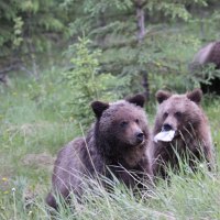 Bears family at lunch hour