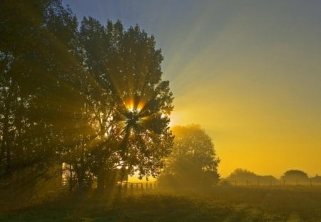 Westham Island - trees, island, sunrise, field, morning