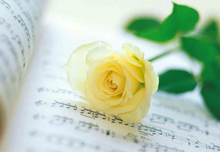 The Yellow Rose of Texas - music, yellow, rose, song, notes