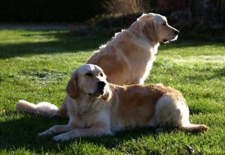 Shepherds - the sun, fun, animals, meadow, in the shade, nature, lawn, shepherds, rest, dogs, friendship, grass