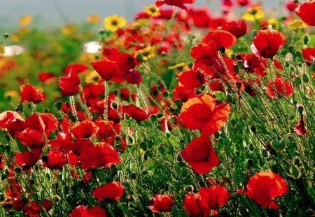 POPPIES - flowers, blossoms, poppies, garden, red, spring, field